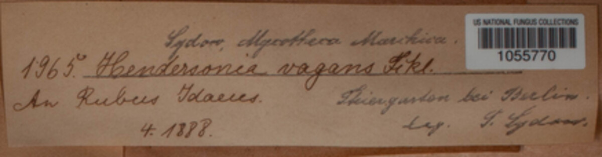 Hendersonia vagans image